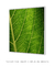 Quadro Decorativo Hortênsia II na internet