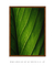 Quadro Decorativo Lírio-da-paz II - comprar online