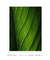Quadro Decorativo Lírio-da-paz II - loja online
