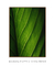 Quadro Decorativo Lírio-da-paz II na internet