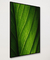 Quadro Decorativo Lírio-da-paz II na internet