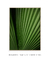 Quadro Decorativo Palmeira-leque II