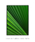 Quadro Decorativo Palmeira-leque IV - loja online