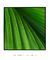 Quadro Decorativo Palmeira-leque VI