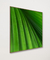 Quadro Decorativo Palmeira-leque VI na internet