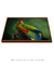 Quadro Decorativo Papagaio Charão I na internet