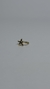 Piercing Fake Estrela - comprar online