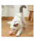 PELOTA INTERACTIVA PARA GATOS Y PERROS - comprar online