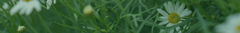 Banner da categoria Medos e Traumas