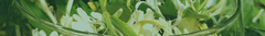 Banner da categoria Todos os Florais