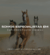 Imagem do banner rotativo RVET TECHNOLOGY FOR HORSES