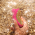 Sona Cruise fucsia - tienda online