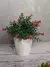 MINI MACETA CON PLANTA DECORATIVA