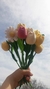 Ramo de tulipanes. 6 unidades - comprar online