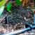 Tubin Para Riego Negro 4 X 7 Mm X 50 Mts. Irritec - comprar online