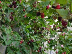Banner de la categoría Frutales