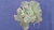 Echeveria Curls Rulosa - tienda online