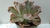 Echeveria Curls Rulosa - comprar online