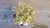 Sedum Adolphi - tienda online