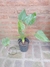 Alocasia cucullata - Corazon - comprar online
