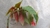 Begonia Maculata en internet