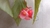 Begonia Maculata - comprar online