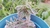 Cyanotis Somaliensis - comprar online