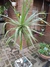 Dracena Marginata - comprar online