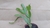 Cactus de Navidad - Santa Teresita - Schlumbergera truncata - tienda online