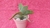 Crassula Falcata - Aleta de Tiburon