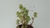 Kalanchoe Laxiflora