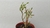 Euphorbia Tirucalli - Hombre Desnudo - comprar online