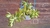 Sedum Adolphi