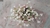 Sedum Dasyphilum