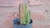 Stapelia Grandiflora - comprar online