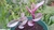 Tradescantia Albiflora Nanouk - comprar online