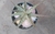 Aloe Rauhii Reynolds - Aloe Blanco - Aloe Copo de Nieve - comprar online