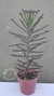 Imagen de Kalanchoe Tubiflora