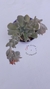 Echeveria Runyonii Topsy Turvy - comprar online