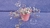 Callisia Repens