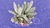 Huernia Keniensis var. Nairobiensis - tienda online