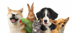 Banner da categoria Pets