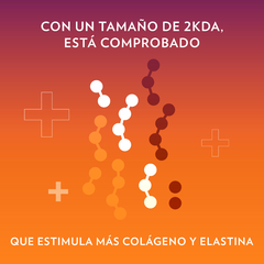 Beauty Focus Collagen+ Péptidos Bioactivos y Doble Hidroalizado - Phylo Shop