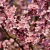 Vela Aromática de Sakura 180 grs. - Frais Aromas
