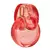 Omnia Coral Bvlgari - EDP
