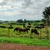 Carrossel 4