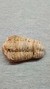 Fósil Trilobite Madagascar - CANEK Cuarzos, Fosiles y Artesanias