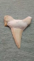 Fósil, Diente De Megalodon