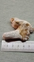 Fósil, Fragmento Muela Con Raiz - CANEK Cuarzos, Fosiles y Artesanias