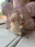 Capibaras con mochilita en internet